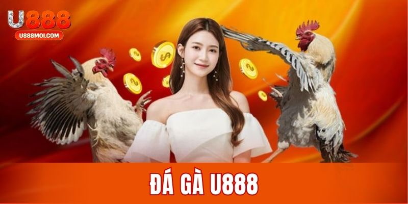 Đá gà U888